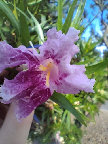 desert willow