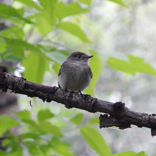 Least Flycatcher