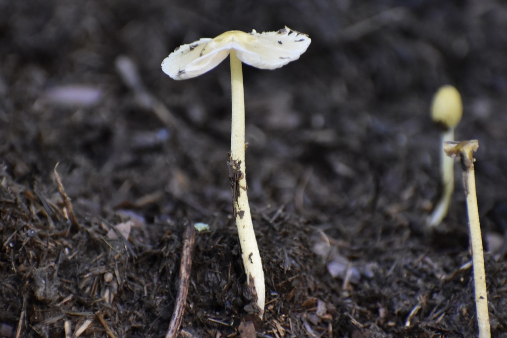yellow fieldcap · June 2026 · photo: Photo: (c) northerly, some rights reserved (CC BY) · iNaturalist