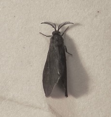 Cryptothelea gloverii