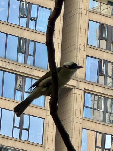 Light-vented Bulbul