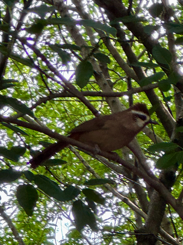 White-browed Laughingthrush