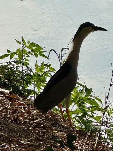 Black-crowned Night Heron