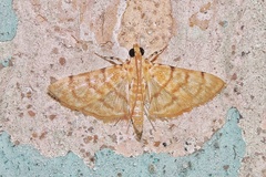 Pagyda botydalis