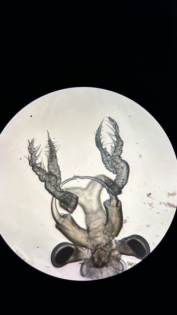 Dendrocephalus acacioidea