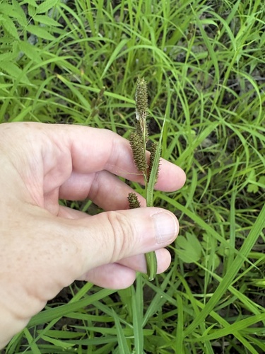 Carex shortiana