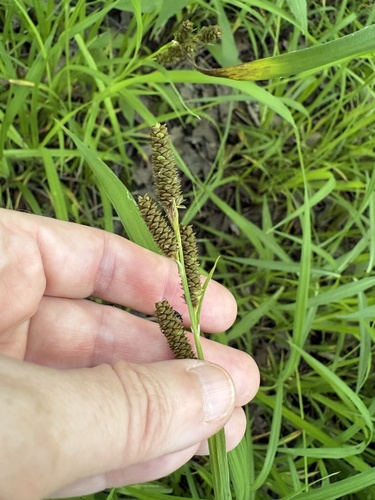 Carex shortiana, photograph 2