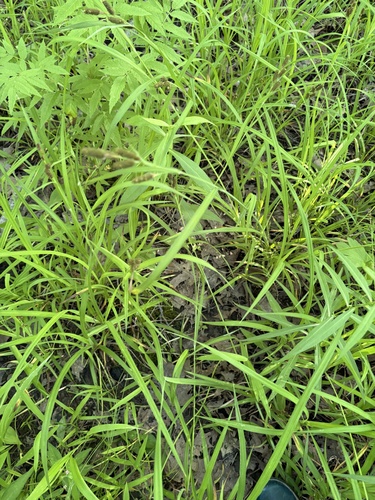 Carex shortiana, photograph 3