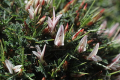 Astragalus balearicus