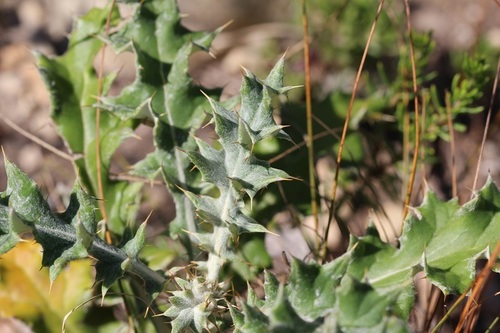 Image of Berkheya heterophylla by (c) Karen Eichholz, some rights reserved (CC BY)