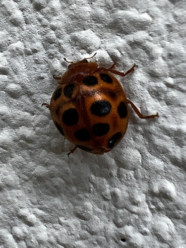Chnootriba reticulata