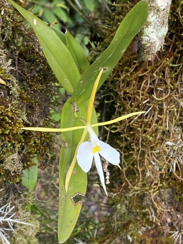 Epidendrum nocturnum Jacq. 3