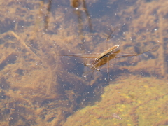Limnoporus notabilis