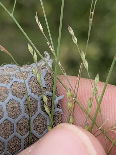 Panicum hallii filipes