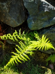 Athyrium