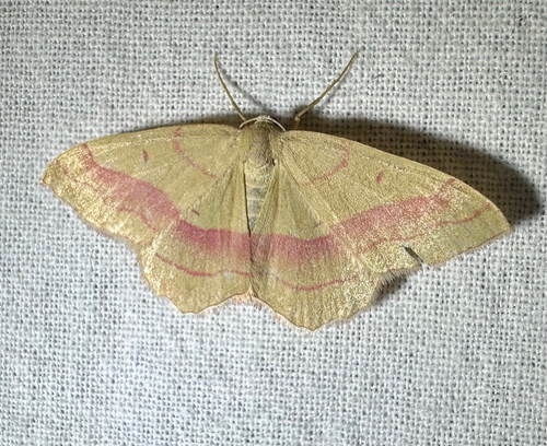 common pink-barred
