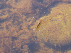 Limnoporus notabilis