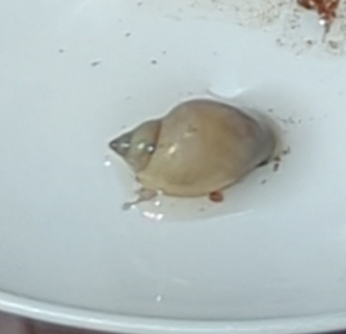 Acute Bladder Snail