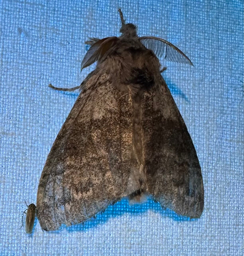 Pale Tussock Moth