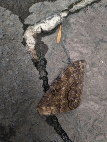 Polilla Bruja