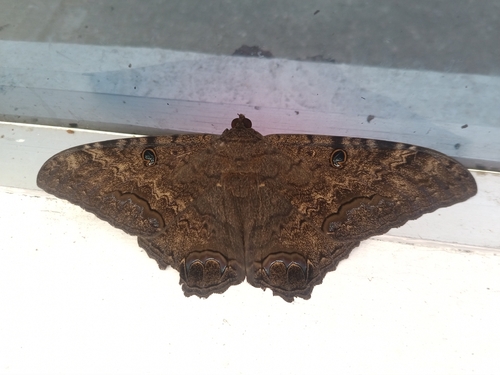 Ascalapha odorata