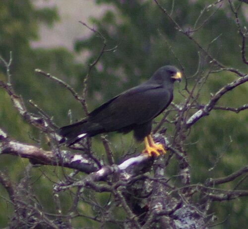 Zone-tailed Hawk