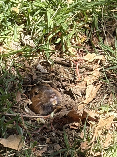 Botta's Pocket Gopher
