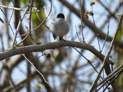 Polioptila nigriceps