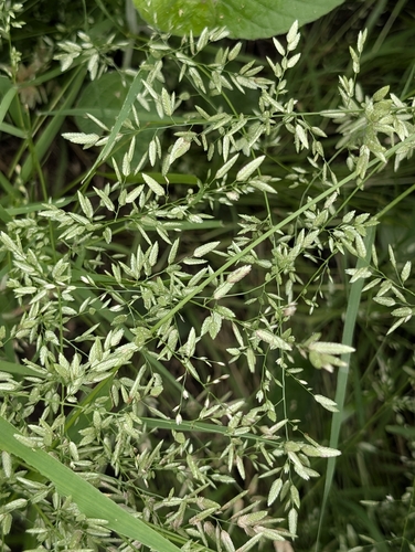 stinkgrass