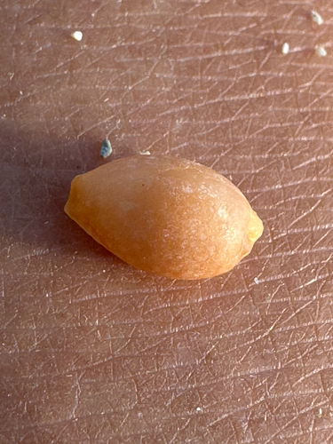 Cypraea helvola observed 2026-06-08