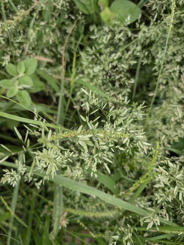 stinkgrass