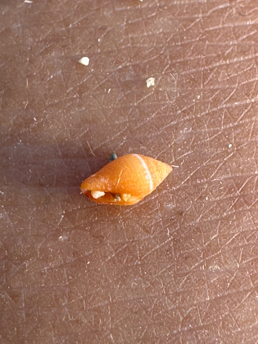 Lovellona peaseana, 2026-06-08
