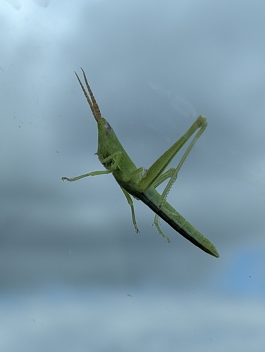 Two-striped Mermiria