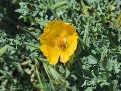 Glaucium flavum