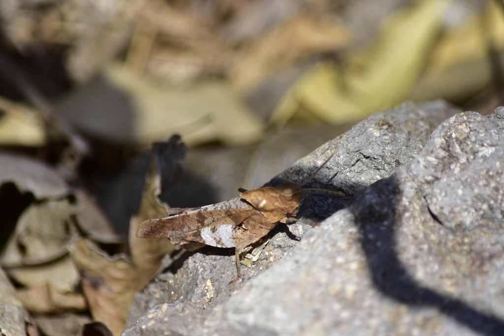 Mexican Oak-leaf Grasshopper