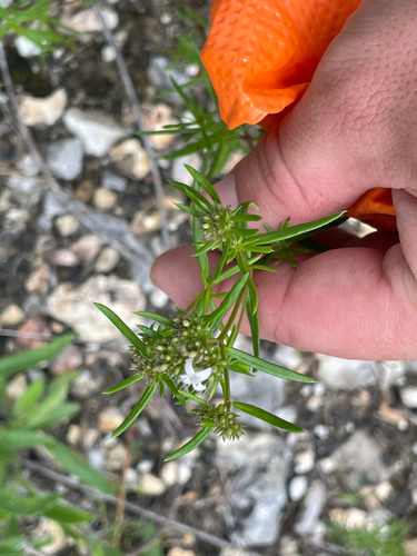 diamond-flowers