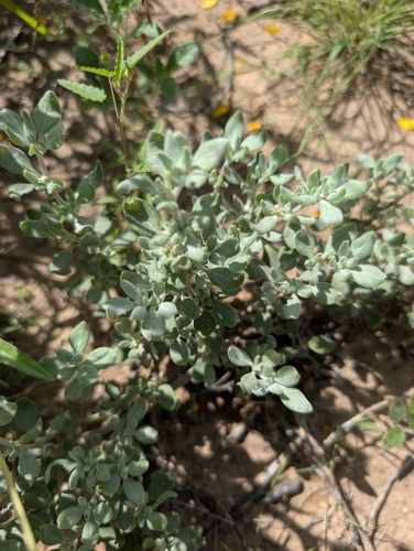 Shrubby Tiquilia