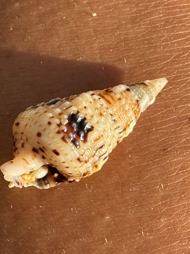 Rhinoclavis sinensis observed 2026-06-08