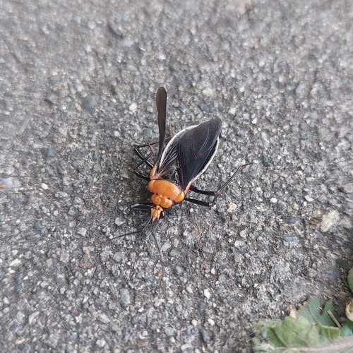 Rhiginia bimaculata
