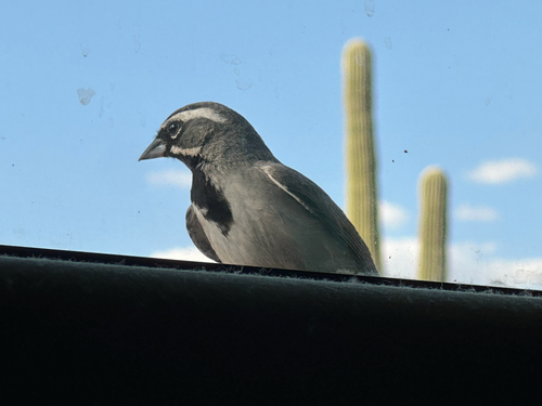 Black-throated Sparrow