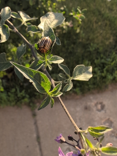 Colorado Potato Beetle photo 5