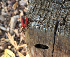 Dictyoptera simplicipes