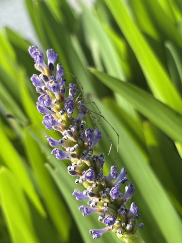 Silver Long-jawed Orbweaver