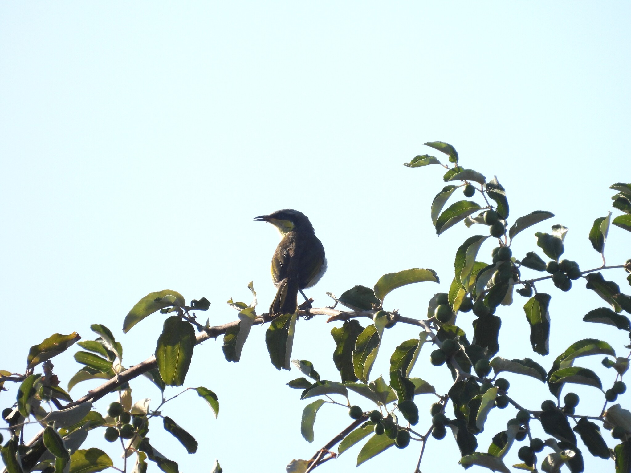 Mangrove Honeyeater (Gavicalis fasciogularis), photo 10