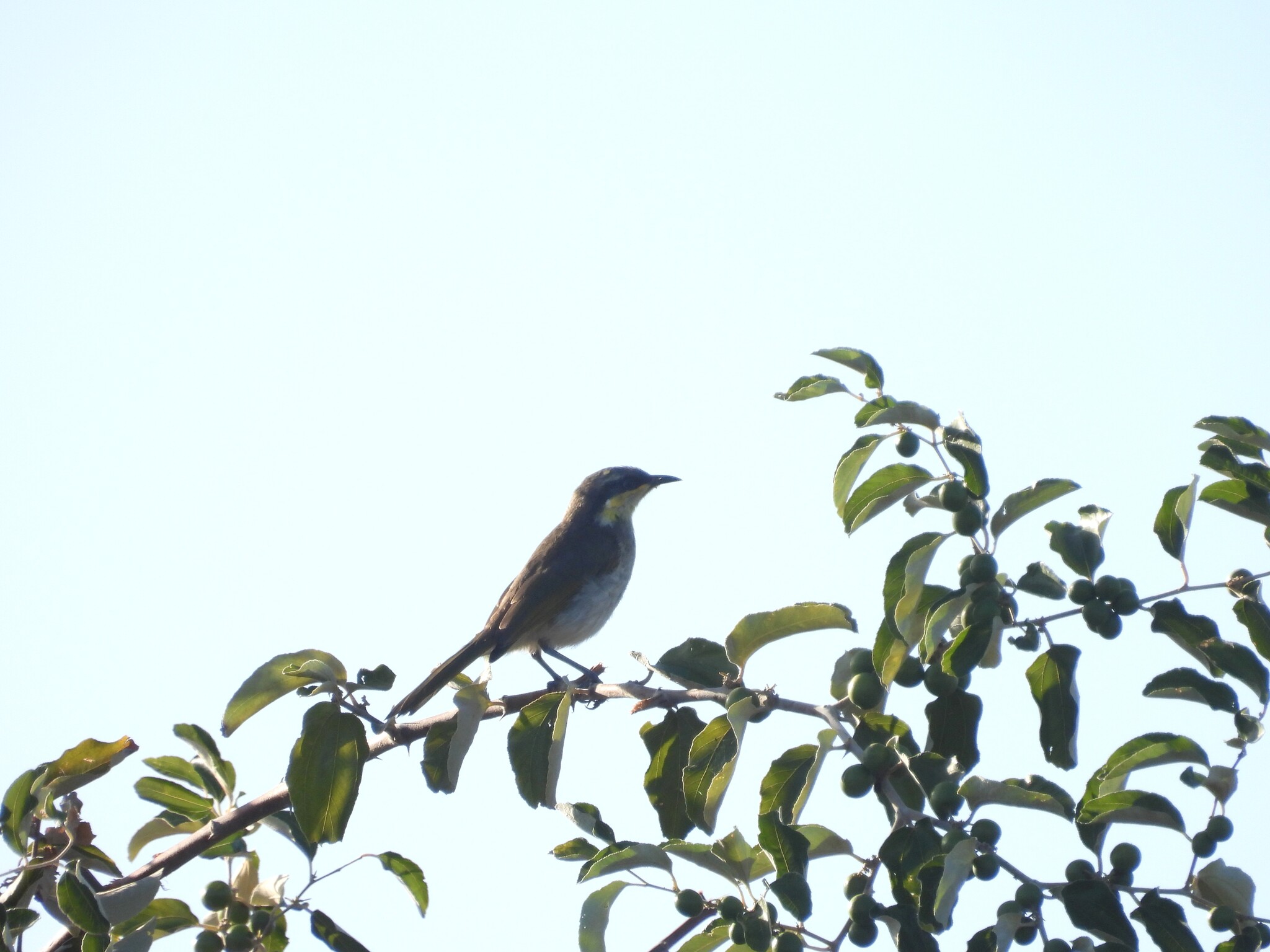 Mangrove Honeyeater (Gavicalis fasciogularis), photo 9