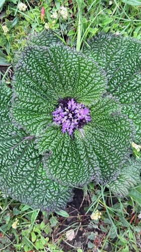 Phlomoides rotata, photograph 3