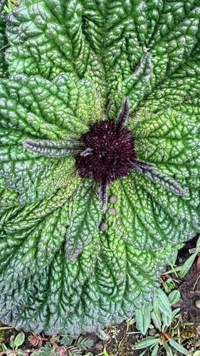 Phlomoides rotata, photograph 4
