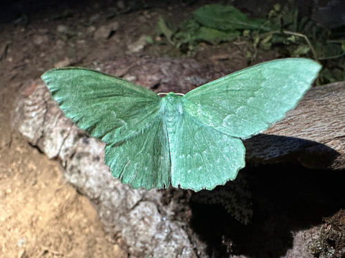 Large Emerald