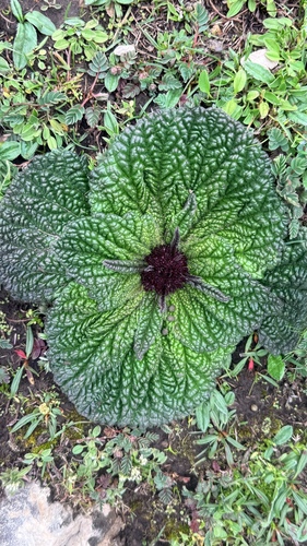 Phlomoides rotata, photograph 5