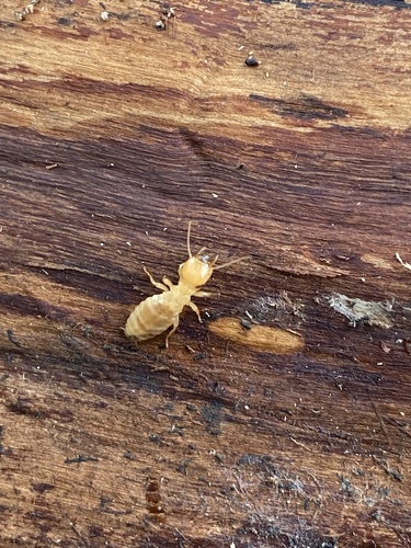Long-jawed Desert Termites